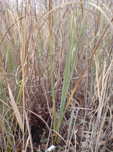 Schneide (Cladium mariscus) als kennzeichnende Pflanzenart des FFH-LRT Schneidenried